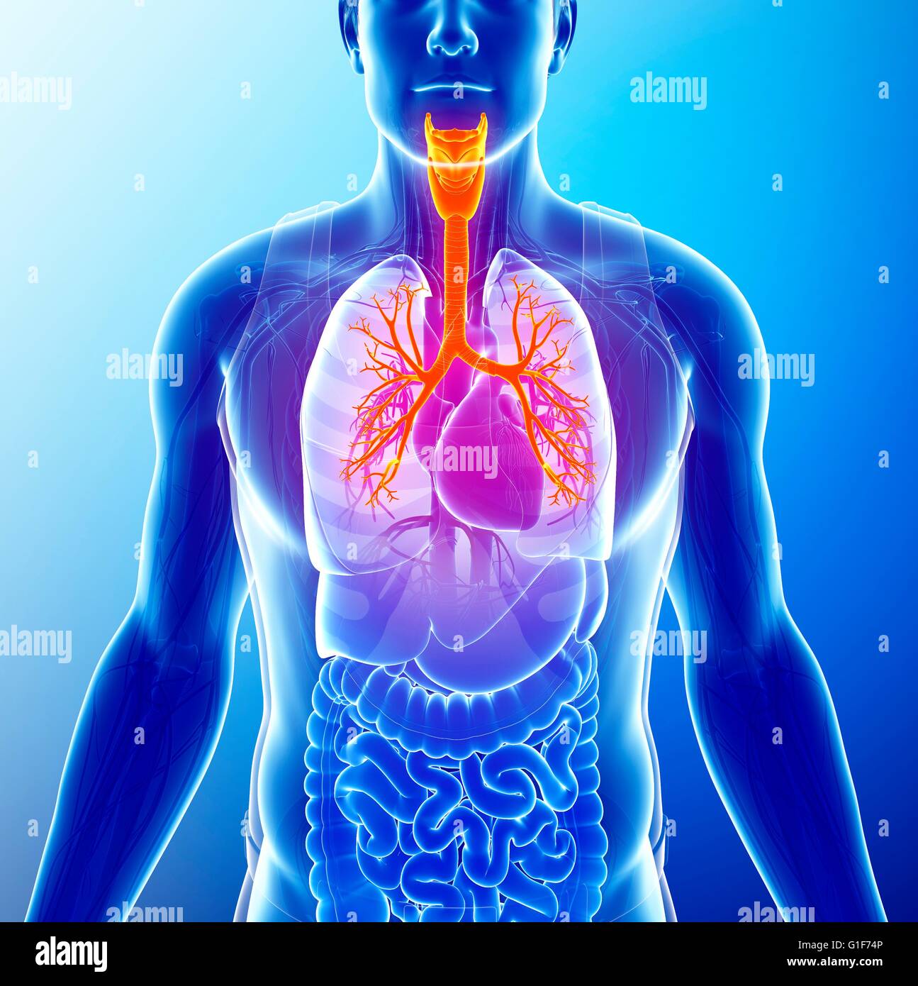 I bronchi dei polmoni umani, illustrazione. Foto Stock