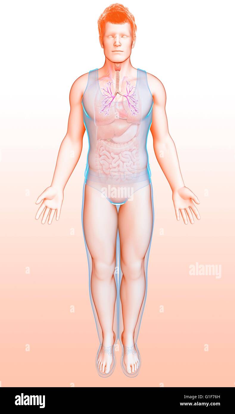 I bronchi dei polmoni umani, illustrazione. Foto Stock