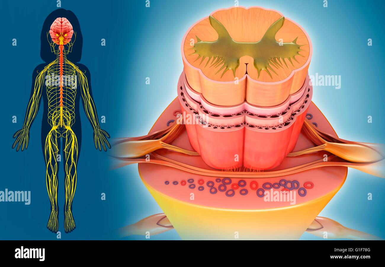 Midollo spinale umano, illustrazione. Foto Stock