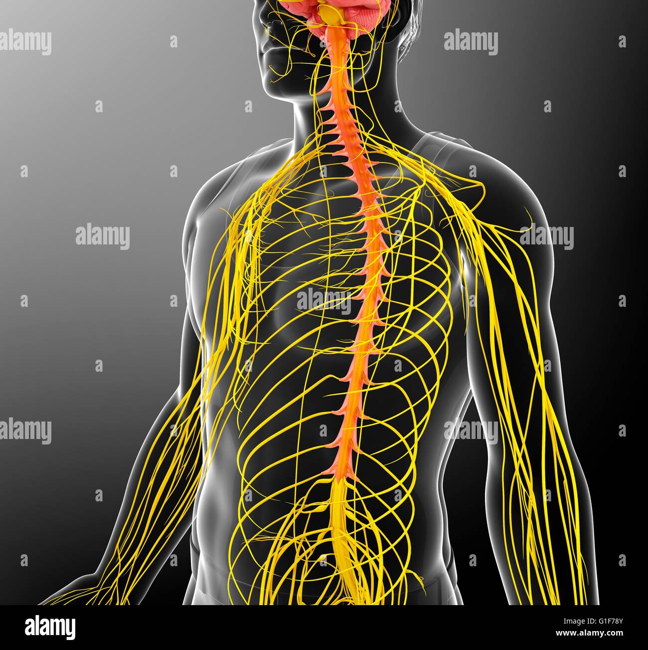 Sistema nervoso umano, illustrazione. Foto Stock
