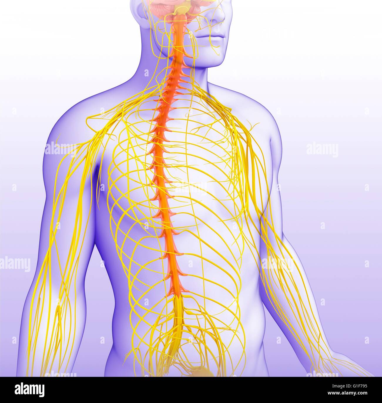 Sistema nervoso umano, illustrazione. Foto Stock