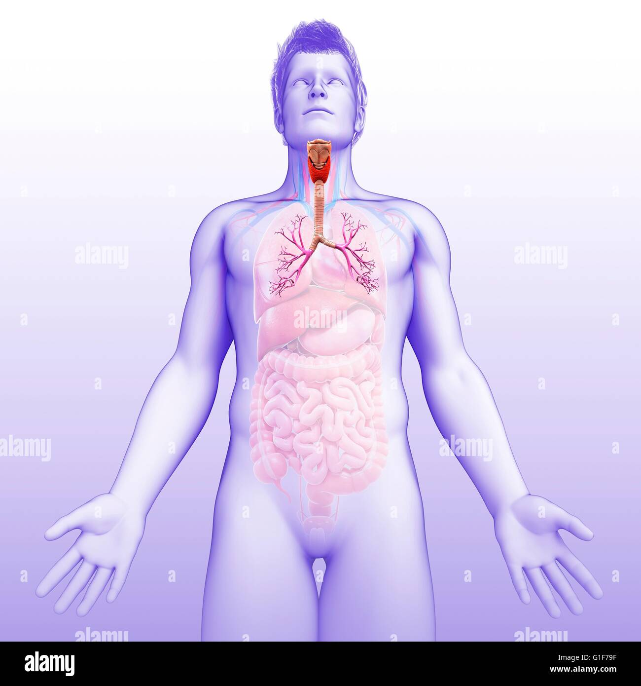 I bronchi dei polmoni umani, illustrazione. Foto Stock