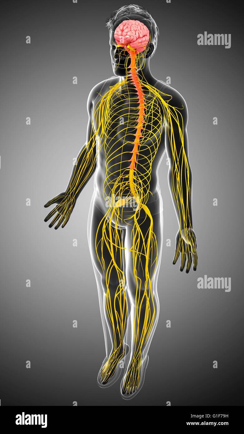 Sistema nervoso umano, illustrazione. Foto Stock