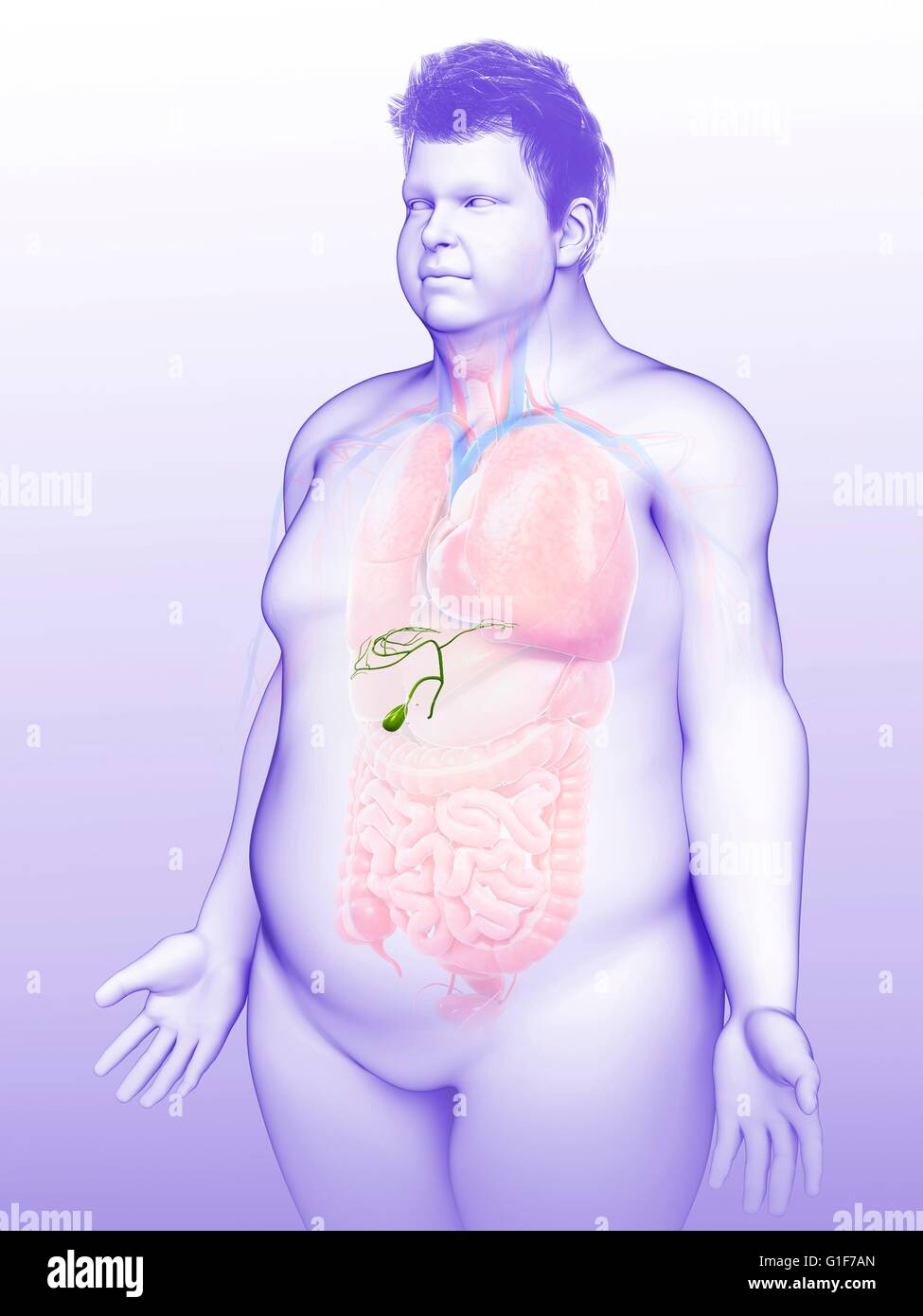 Human cistifellea, illustrazione. Foto Stock