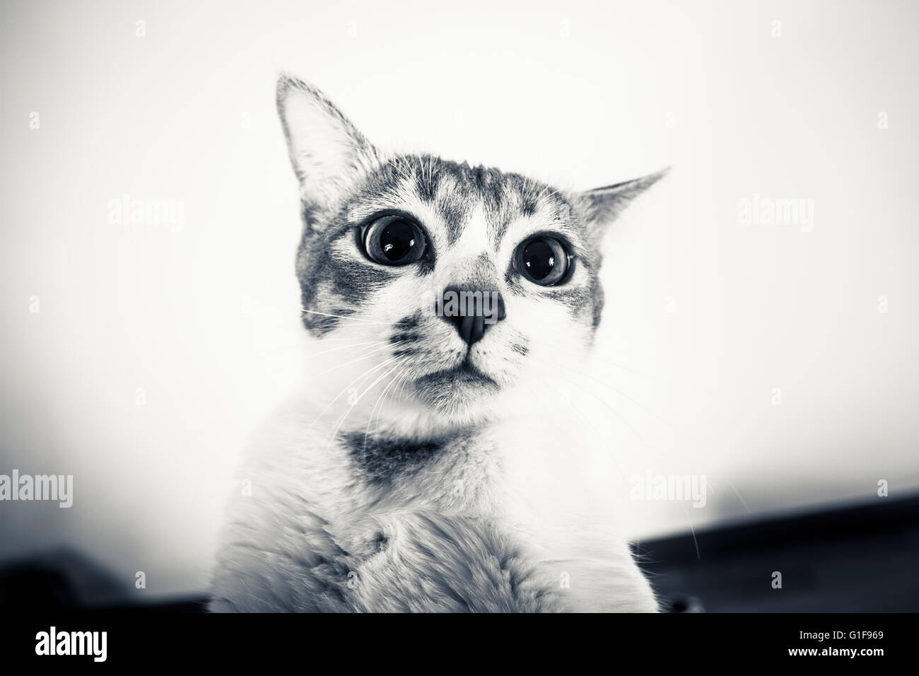 Carino il ritratto di Manx cat Foto Stock