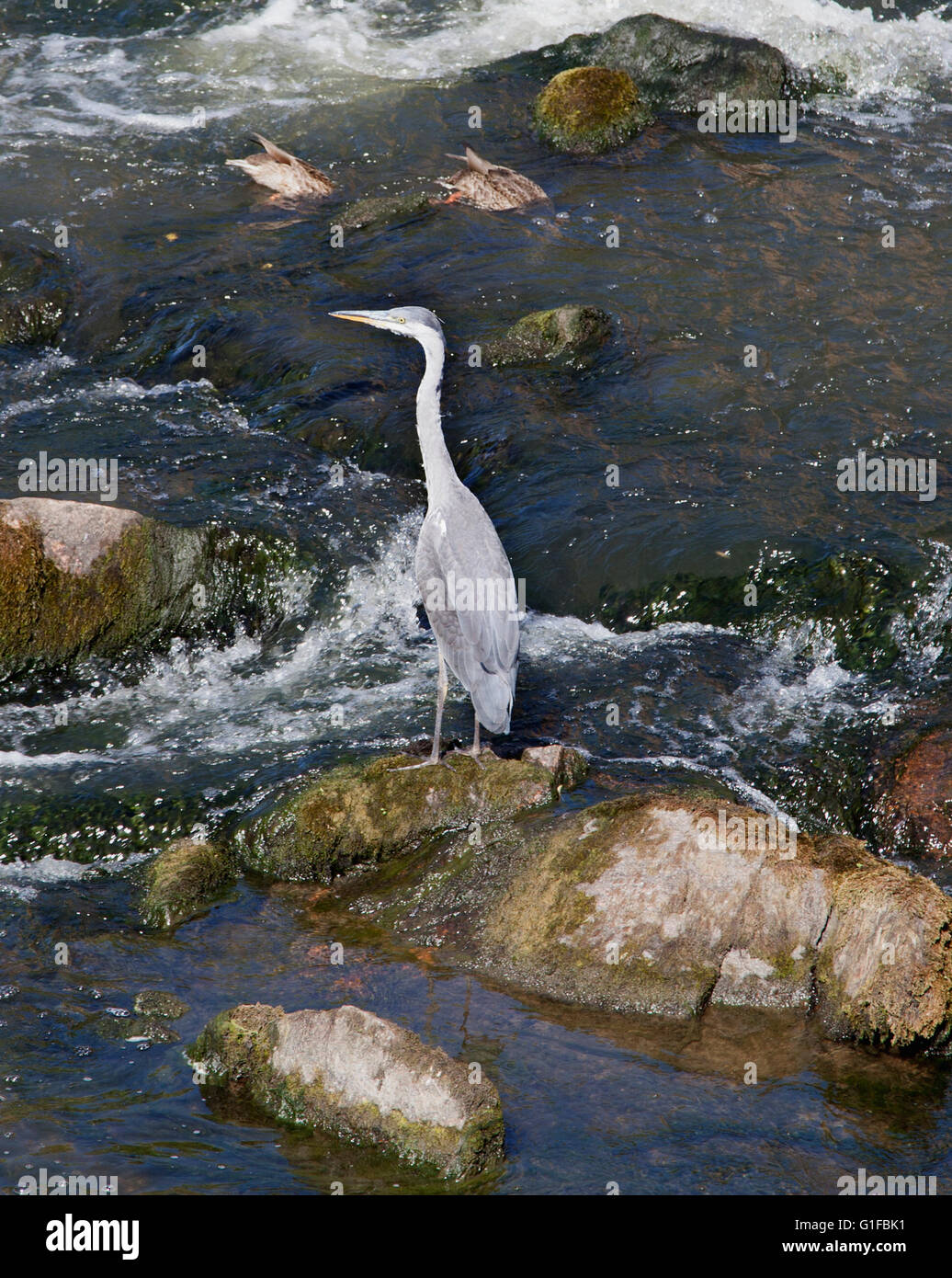 Airone cenerino cercando il pesce in rapide Foto Stock