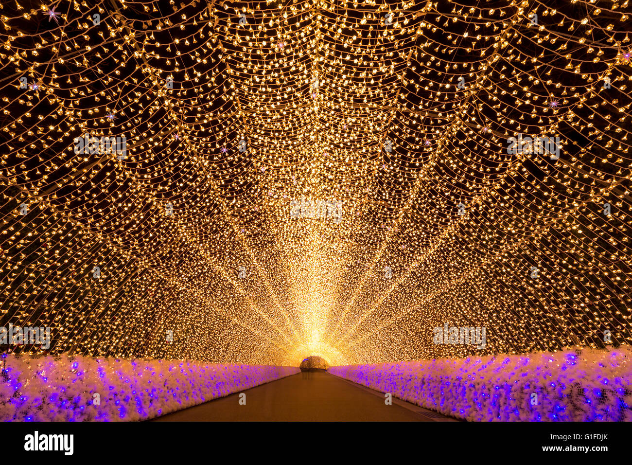 Nagoya, Giappone. Nabana no Sato il giardino di notte in inverno Foto Stock