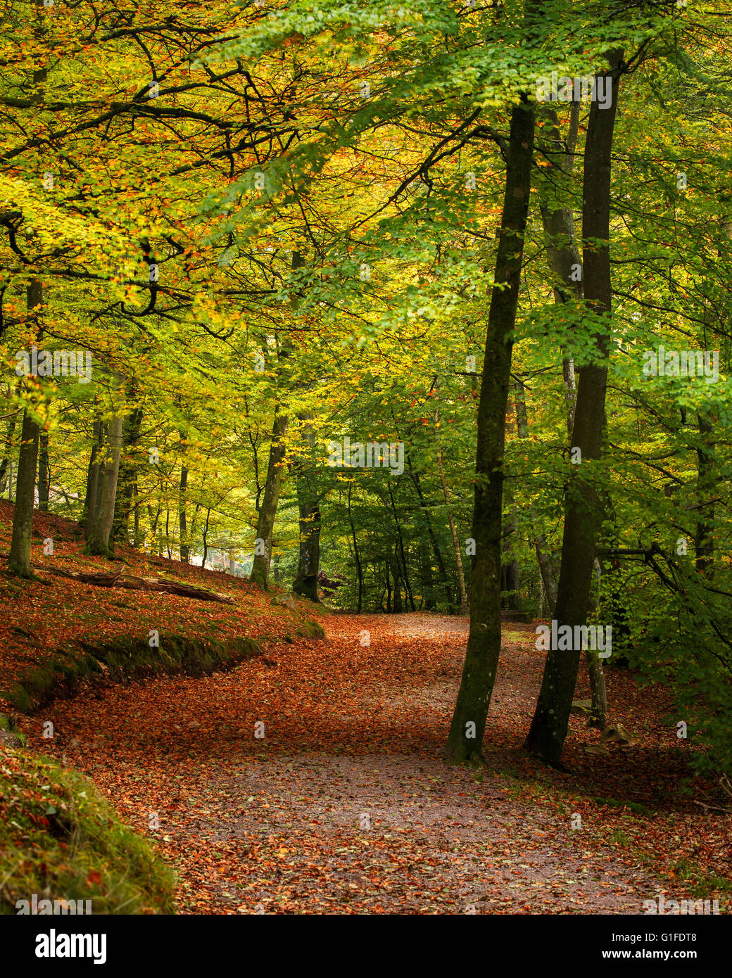 Il percorso attraverso il bosco di betulle, durante l'autunno Foto Stock