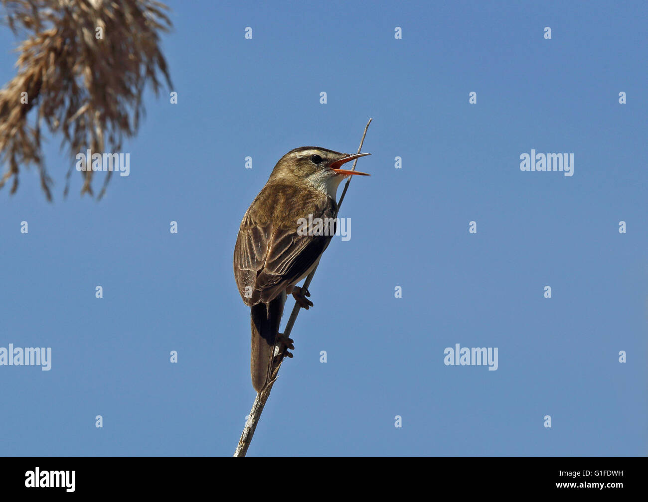 Canta il guerrafondaio, Acrocephalus schoenobaenus, cantando da un fusto di canna Foto Stock