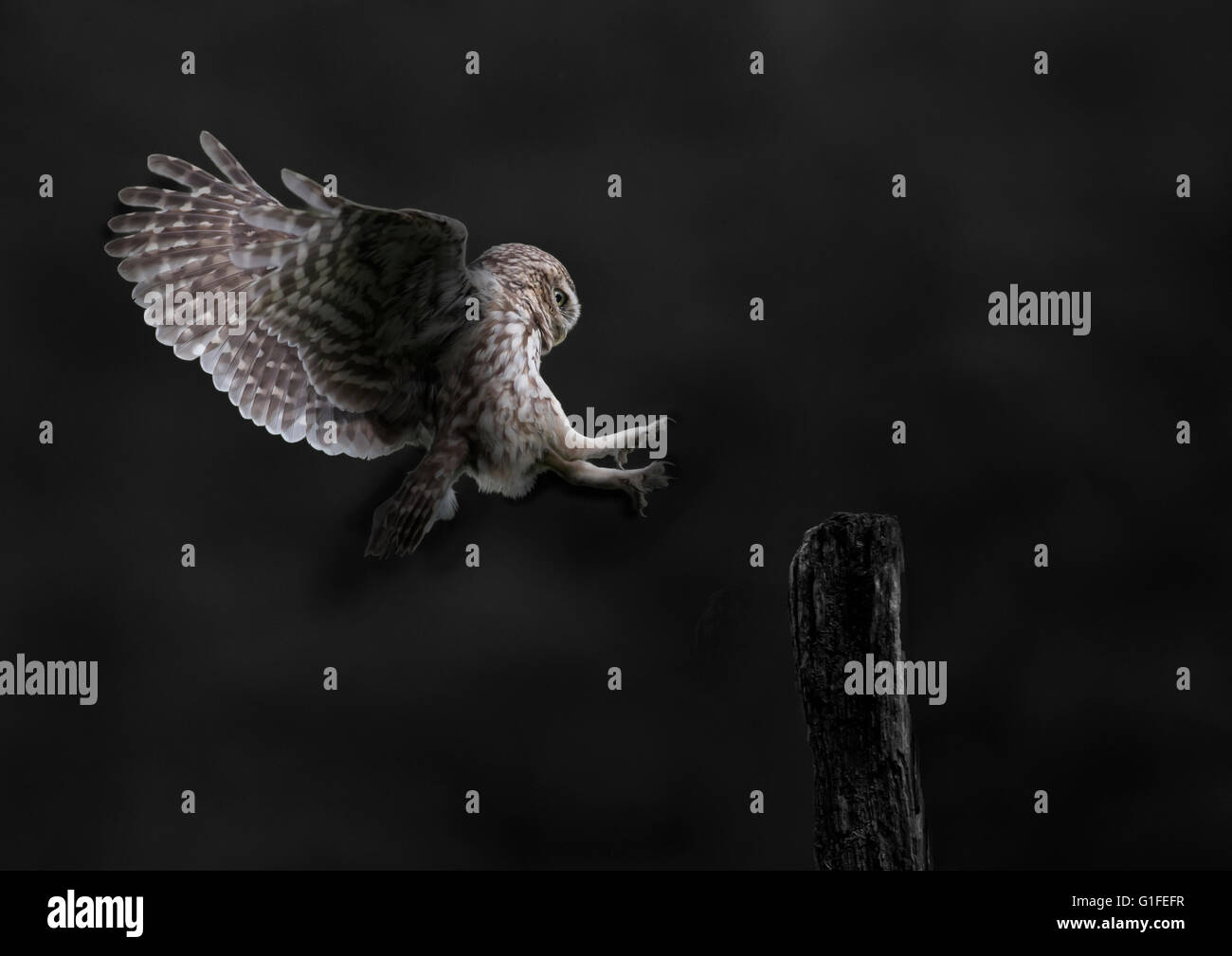 Piccolo gufo di notte Foto Stock