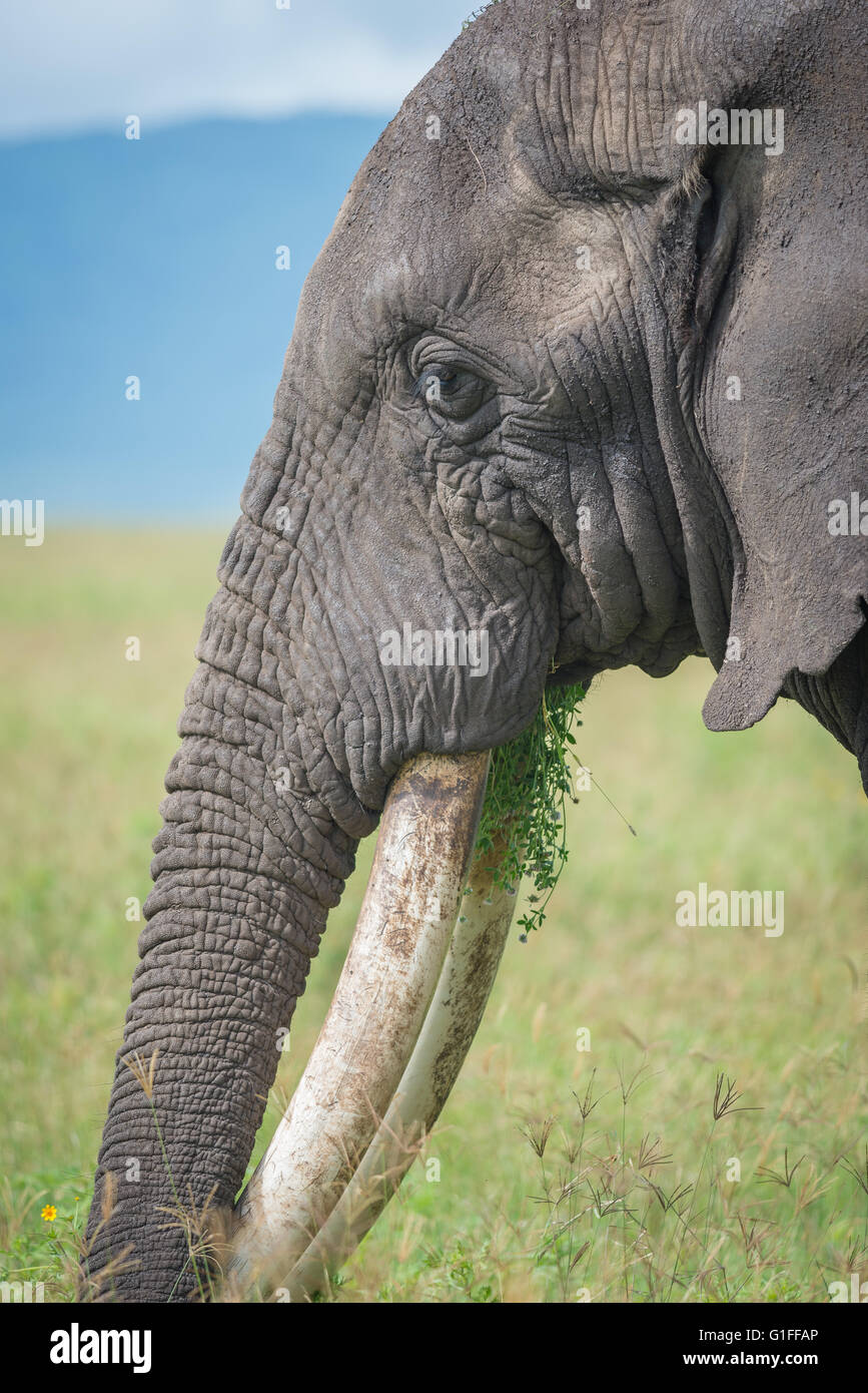 Un vicino l immagine di un adulto grande bull elephant pascolano sulle erbe fertile nel cratere di Ngorongoro in Tanzania Africa orientale Foto Stock