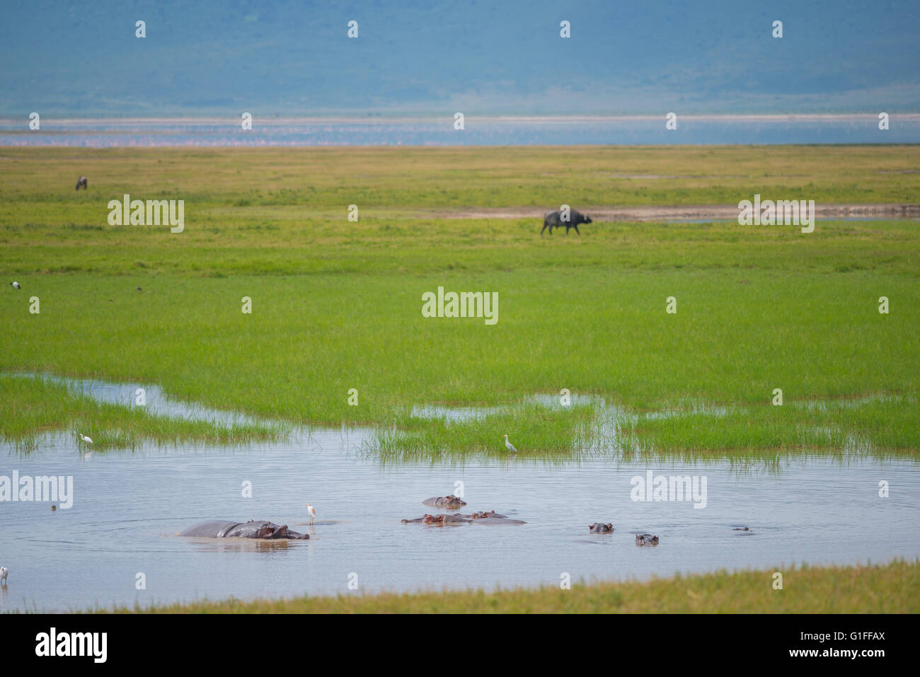 Una piscina di acqua inclusi diversi ippopotamo nel cratere di Ngorongoro in Tanzania Africa orientale Foto Stock