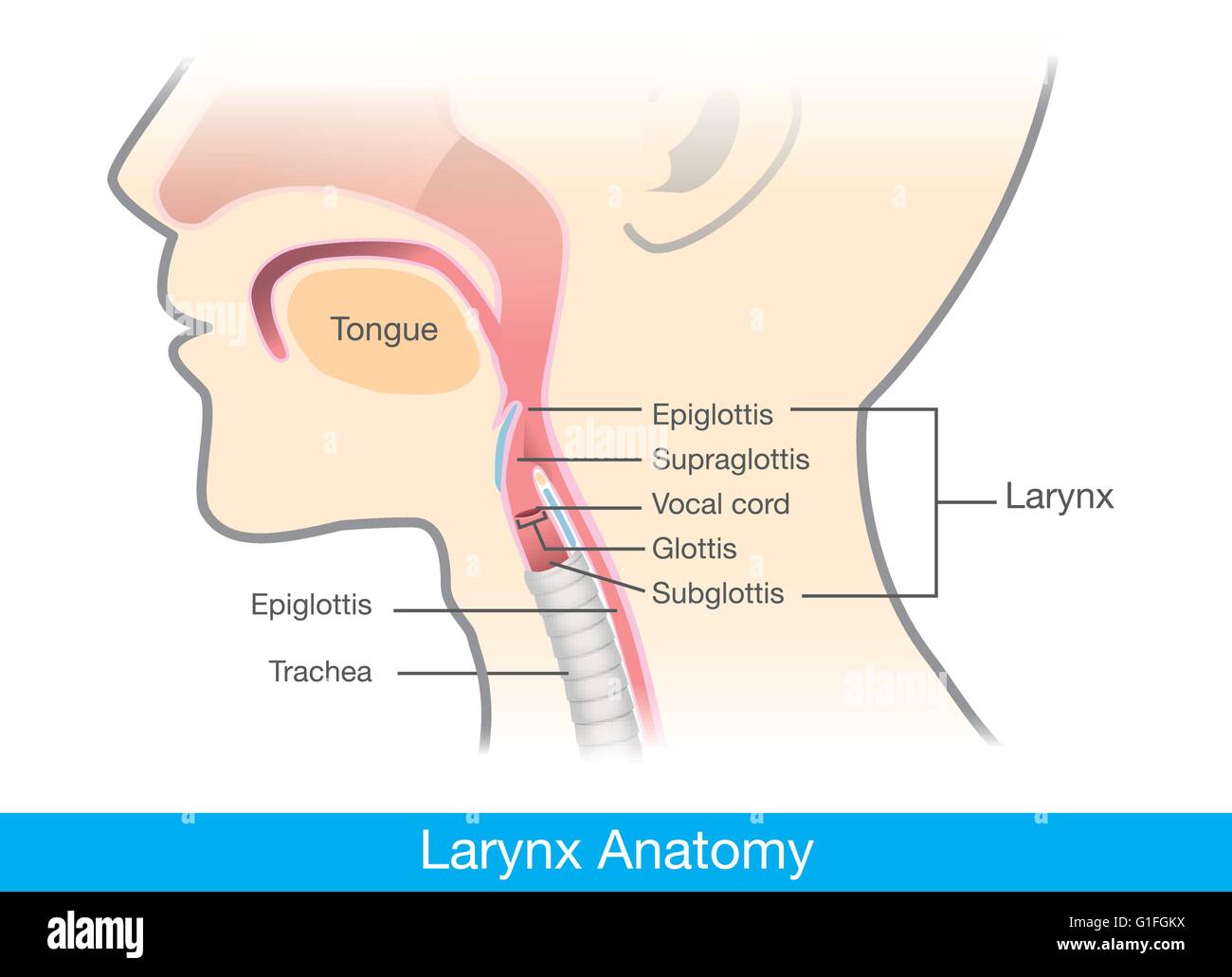 Umano anatomia della laringe. Illustrazione Vettoriale