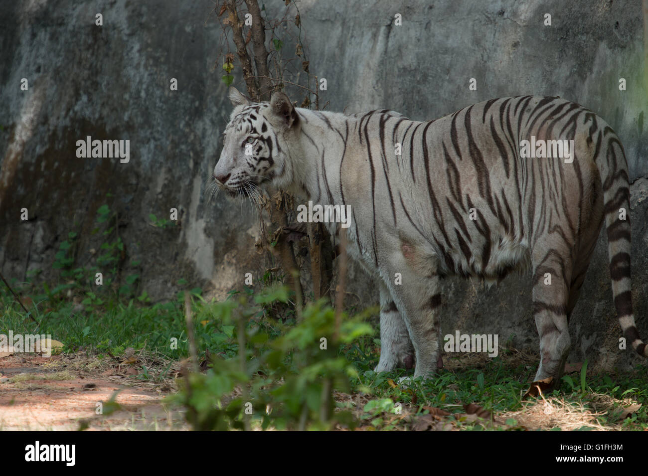 Royal bianco tigre del Bengala (Panthera tigris tigris), Felidae, Asia Foto Stock