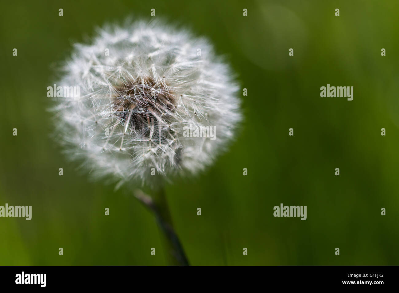 Una volta un fiore giallo testa (comunemente noto come danedelion) ha maturato in sferiche di teste di seme chiamato blowballs. Foto Stock