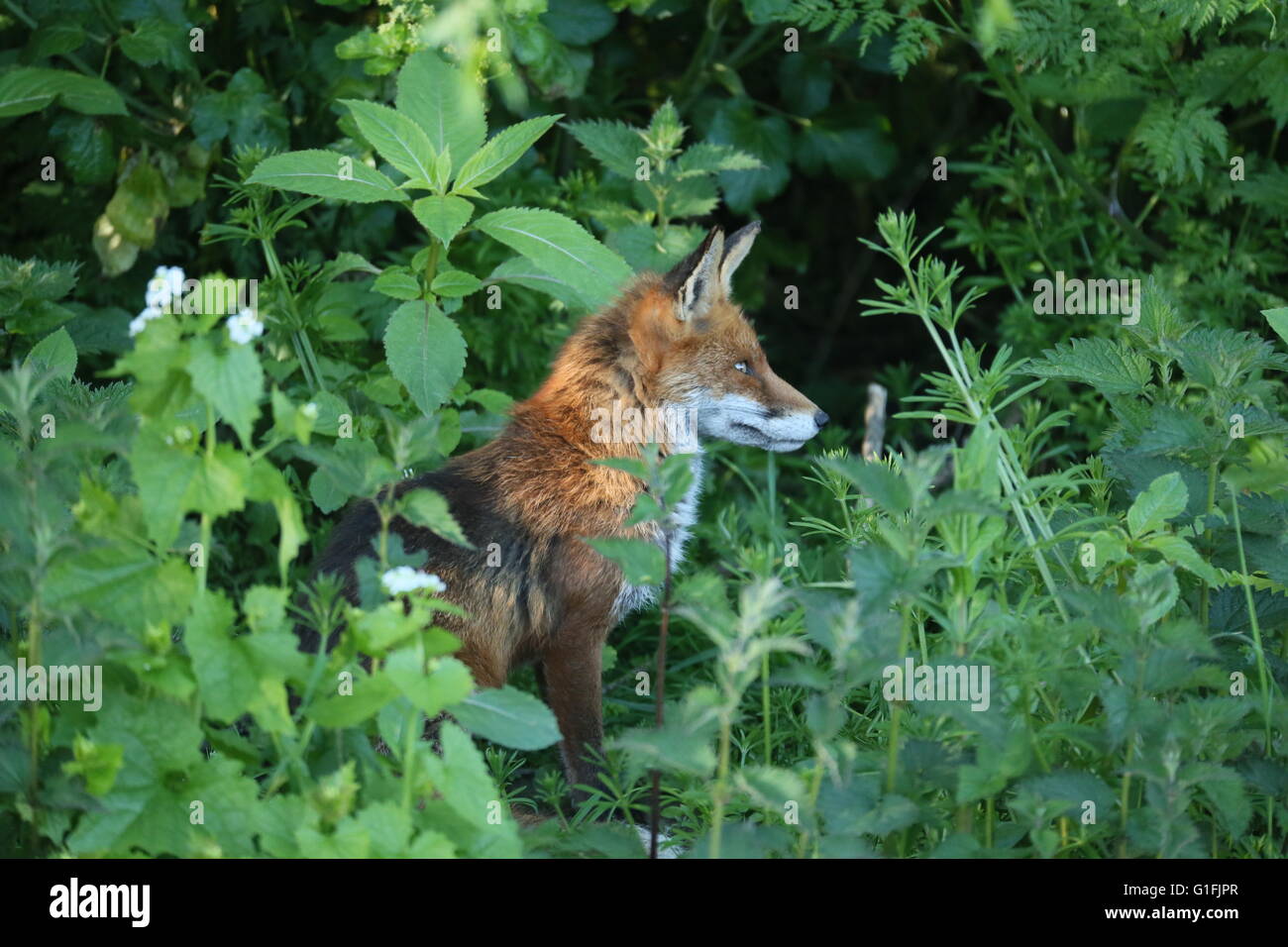 Immagine di una volpe nascosti tra le piante nel sud di Dublino nel maggio 2016 Foto Stock