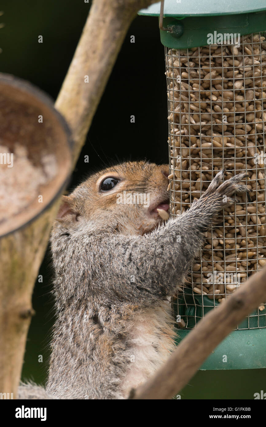 Scoiattolo grigio su un uccello alimentatore di sementi. Foto Stock