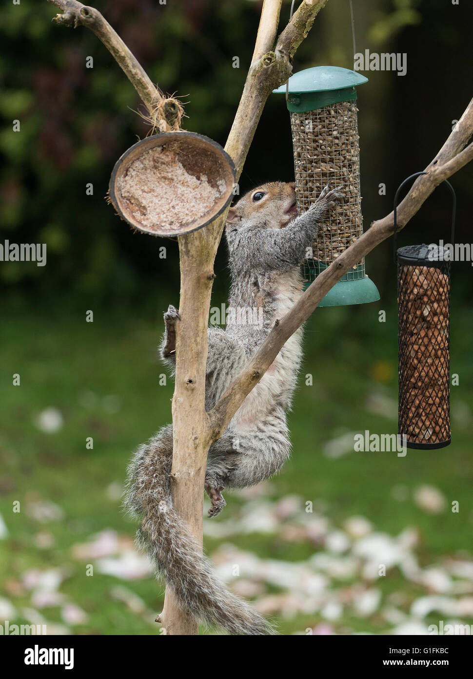 Scoiattolo grigio su un uccello alimentatore di sementi. Foto Stock