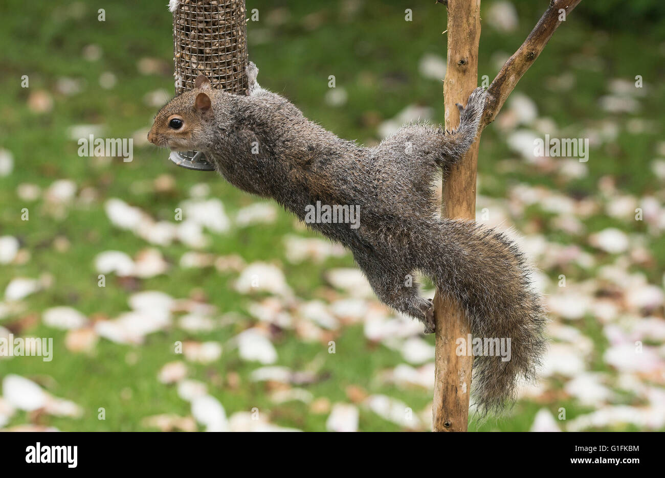 Scoiattolo grigio su un uccello alimentatore di sementi. Foto Stock