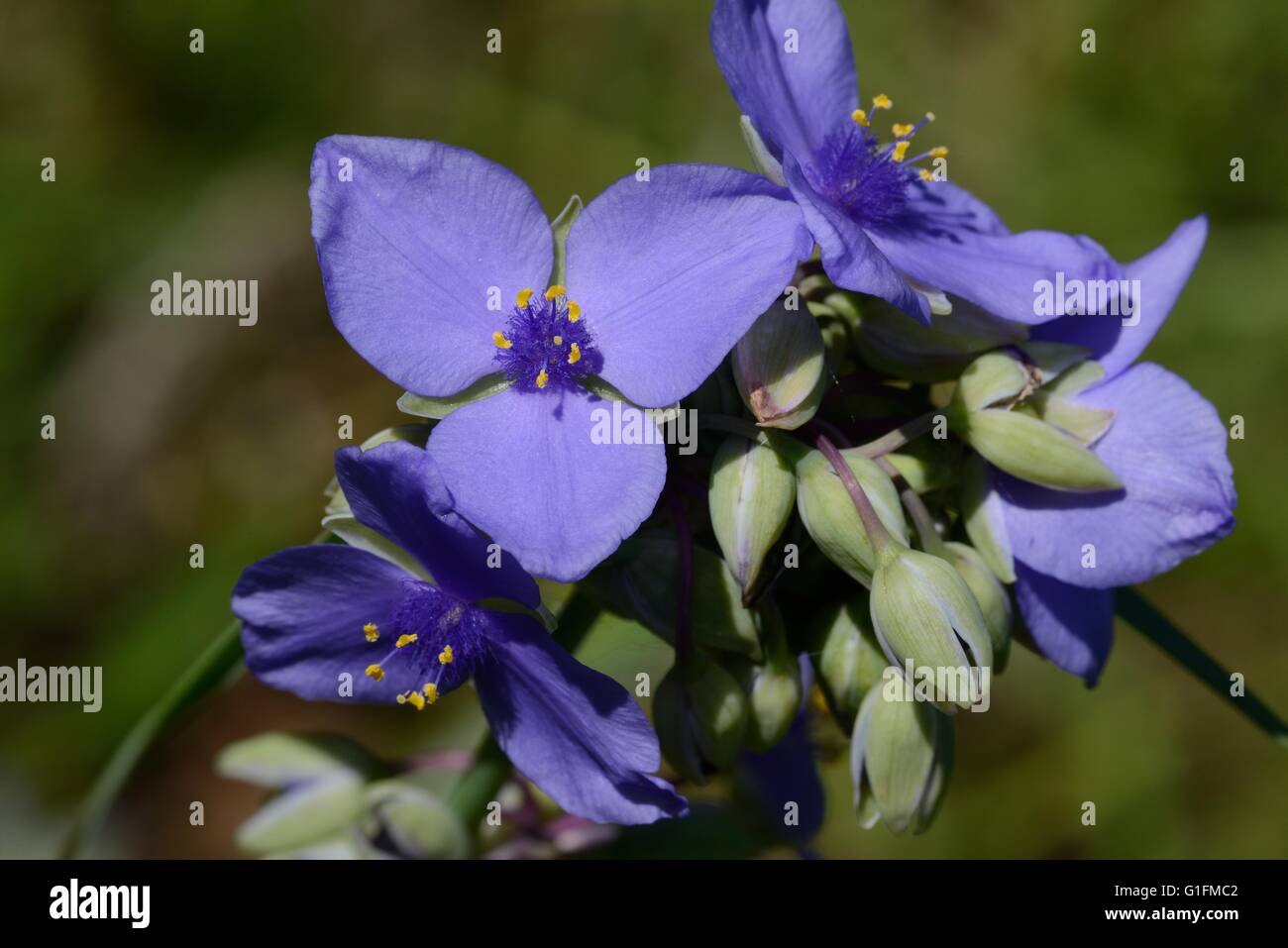 Texas spiderwort Foto Stock