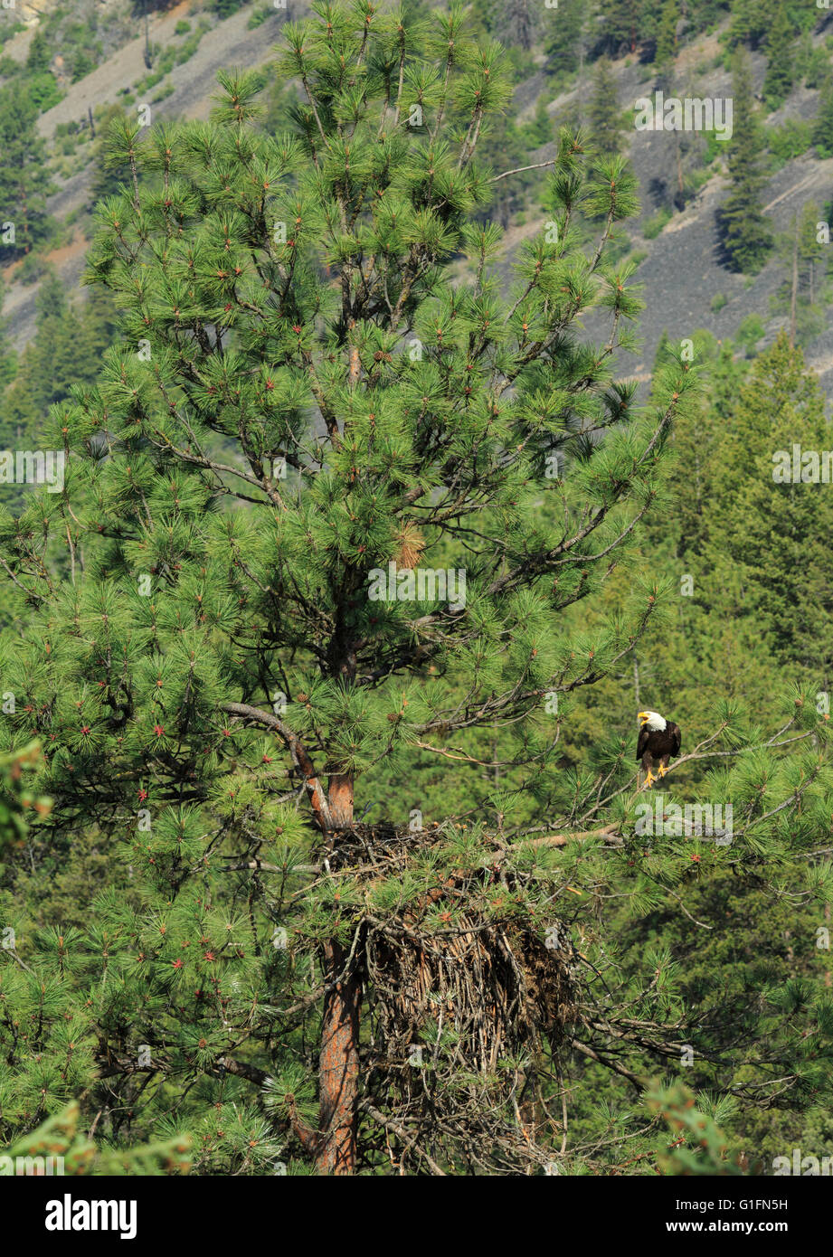 aquila calva al nido in pineta lungo il fiume clark fork vicino alberton, montana Foto Stock