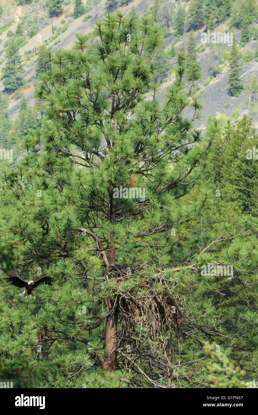 aquila calva che si avvicina al nido in un albero di pino lungo il fiume clark fork vicino alberton, montana Foto Stock