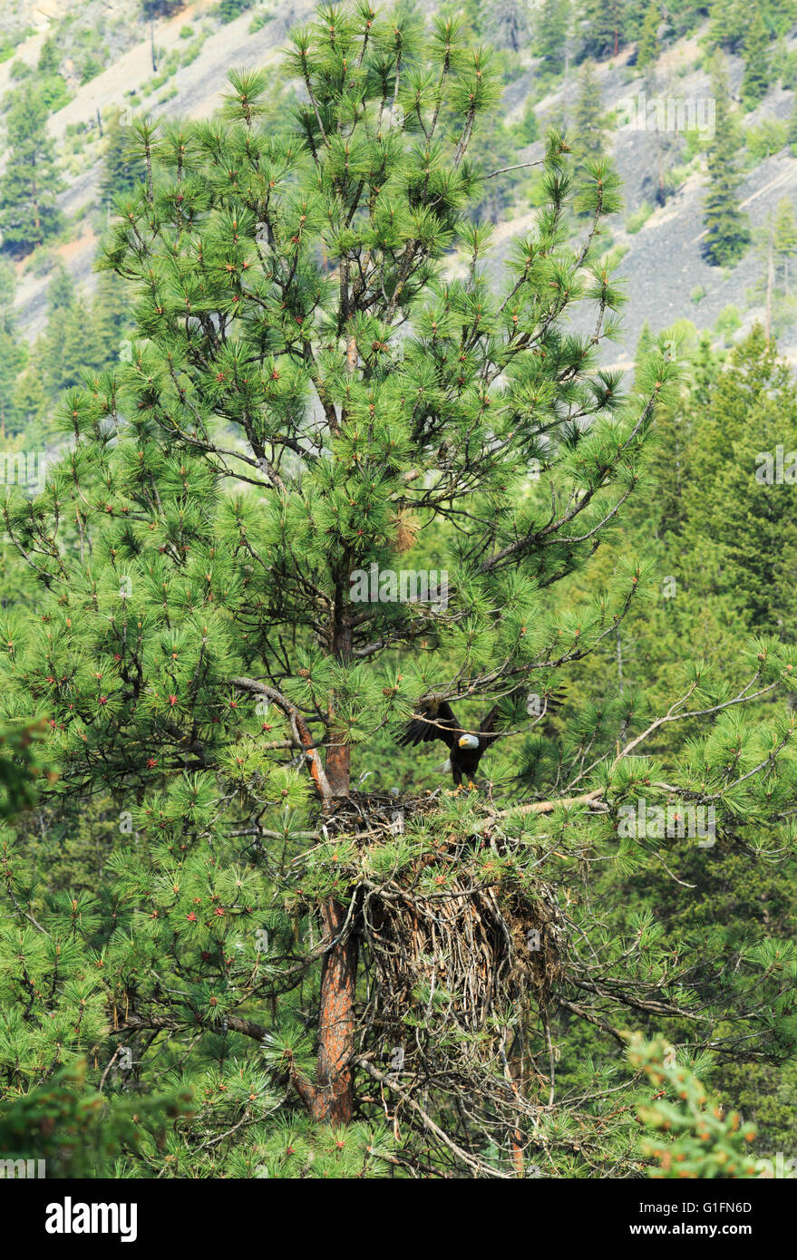 aquila calva al nido in pineta lungo il fiume clark fork vicino alberton, montana Foto Stock