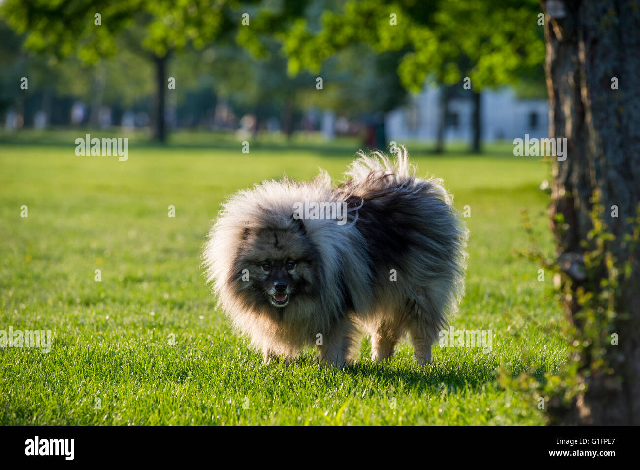 Una chiatta olandese cane sotto il sole Foto Stock