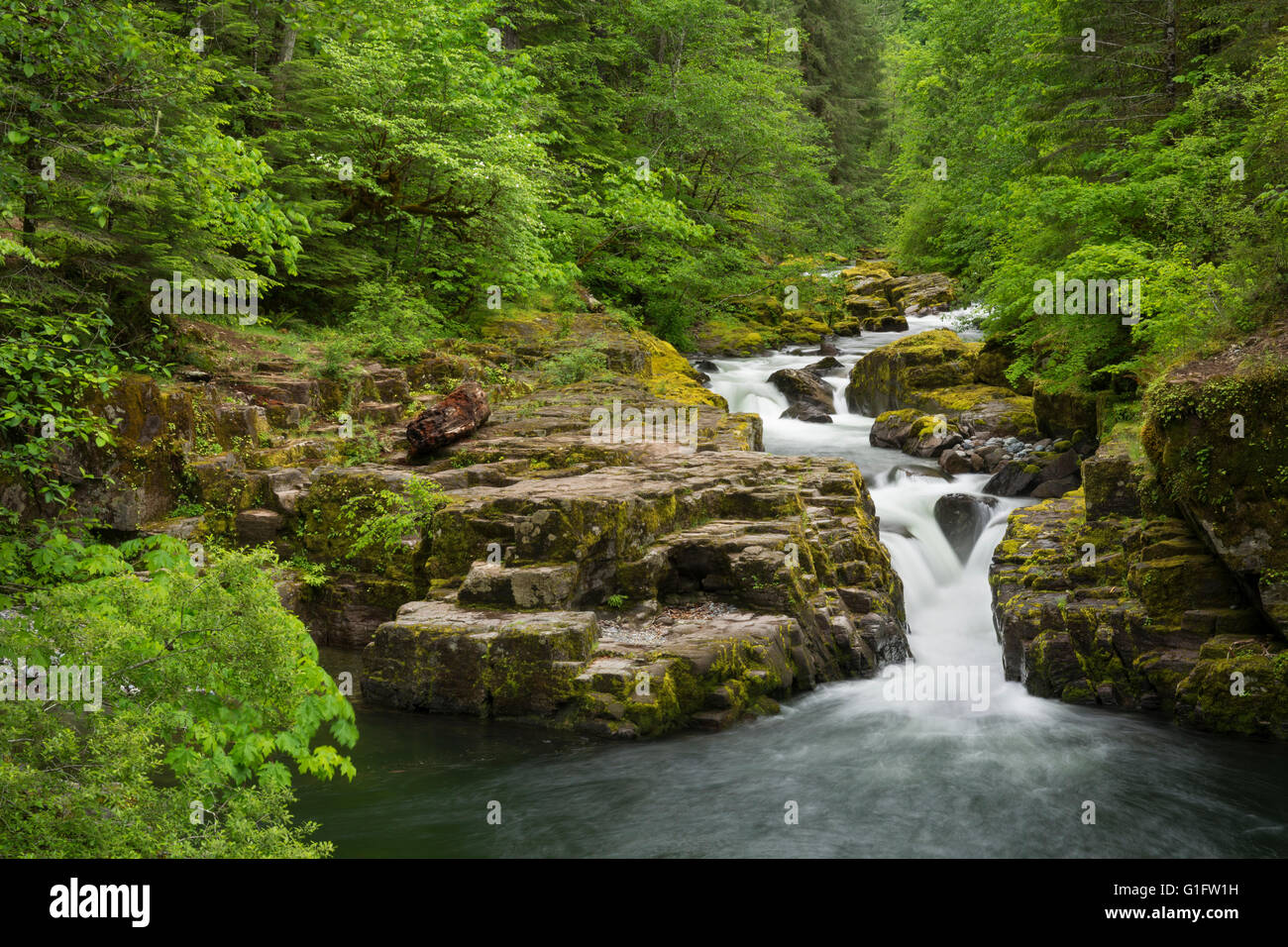 Brice Creek, Umpqua National Forest, Oregon. Foto Stock