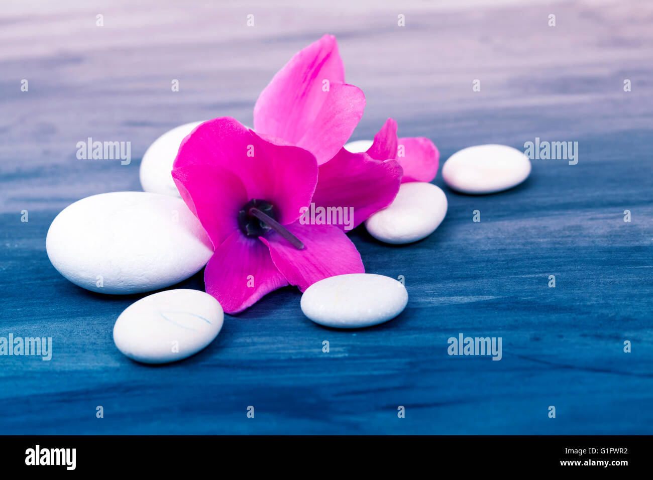 Spa ancora in vita con orchidea rosa e bianco pietre zen su sfondo scuro - in stile retrò foto Foto Stock
