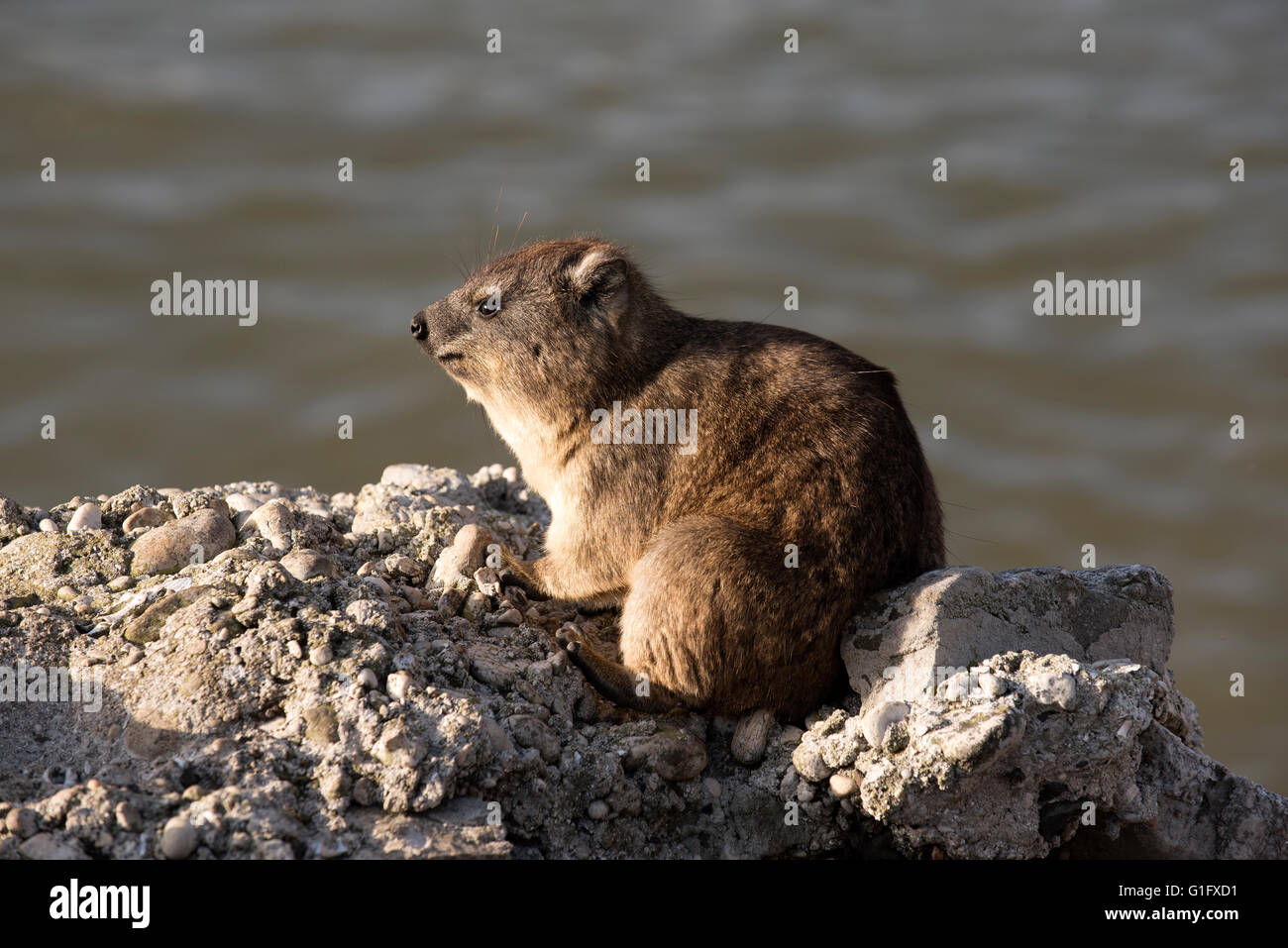 BETTY'S BAY Western Cape in Sud Africa. Un Rock Hyrax noto anche come Dassie crogiolarsi al sole su una roccia a Betty's Bay Foto Stock