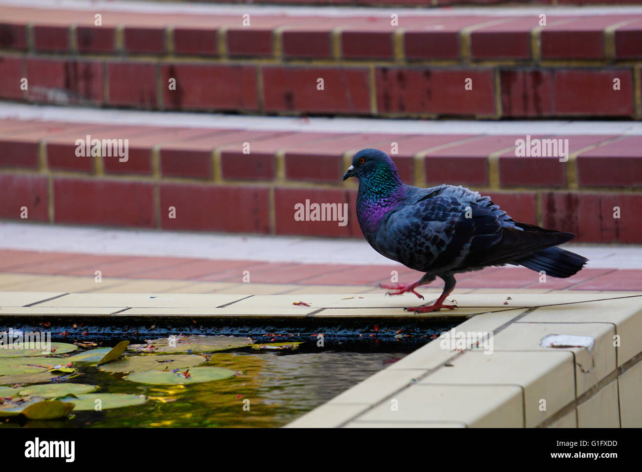 Pigeon camminando sul bordo del giglio di acqua piscina Foto Stock