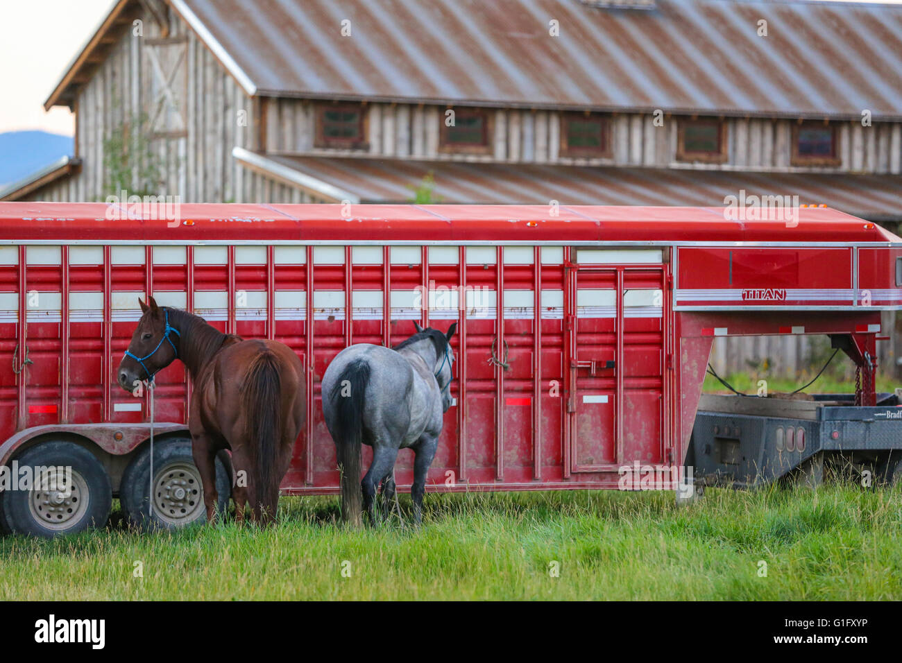 Due cavalli in piedi da un rosso e white horse il rimorchio su un ranch nel Montana Foto Stock