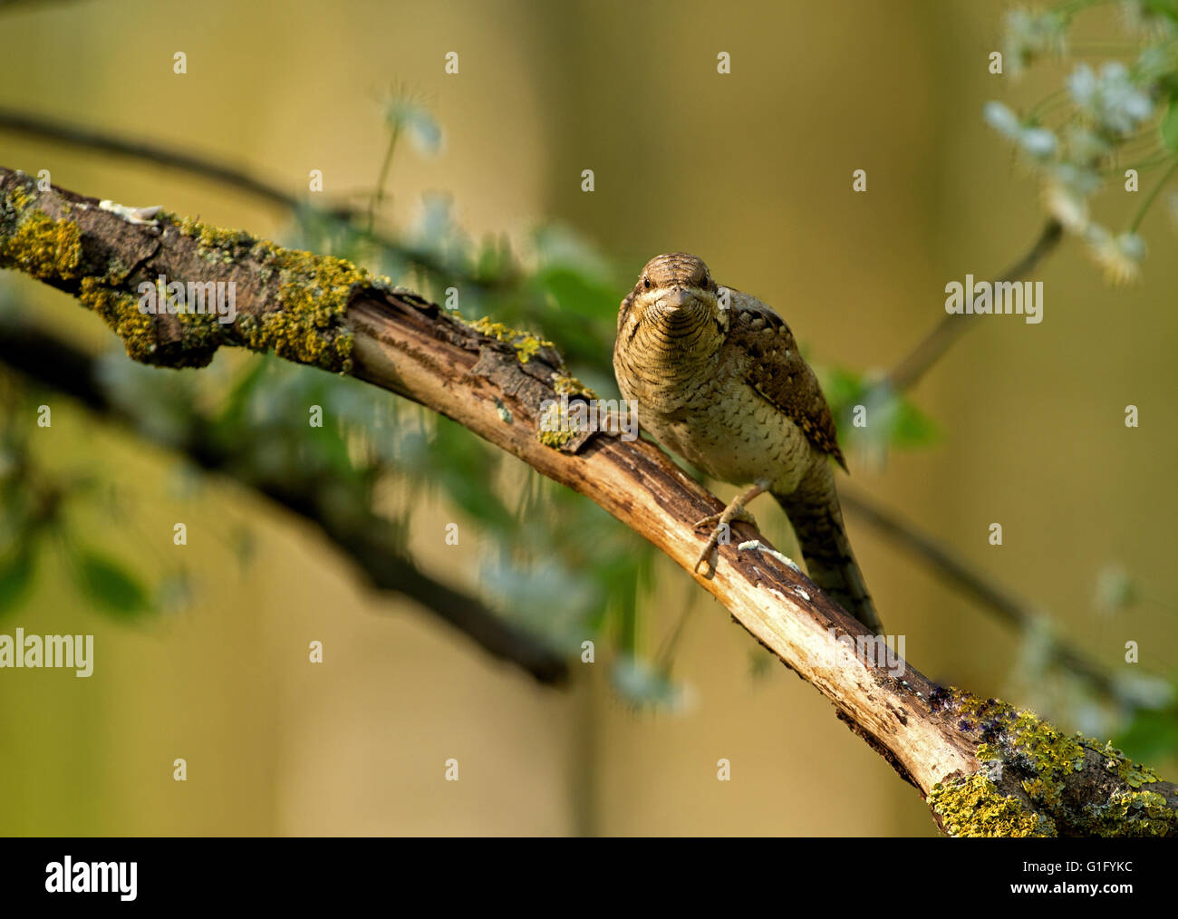 Spasmodico ((Jynx torquilla) su un ramo secco, piegandoti in avanti cercando sempre.foto su un bel verde-giallo dello sfondo. Foto Stock