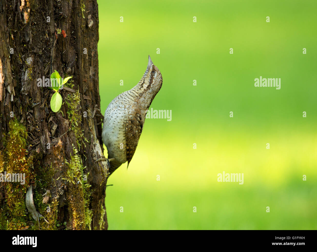 Vigili spasmodico (Jynx torquilla) seduti su un mossy tronco di albero e preoccupati per la ricerca di.una foto su un bellissimo sfondo verde. Foto Stock