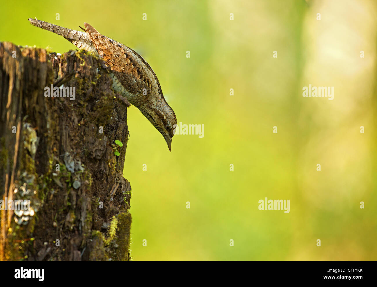 Spasmodico (Jynx torquilla) si trova inclinato in avanti, sulla parte superiore del tronco di muschio e di guardare con attenzione verso il basso. Foto il giallo-verde backgro Foto Stock