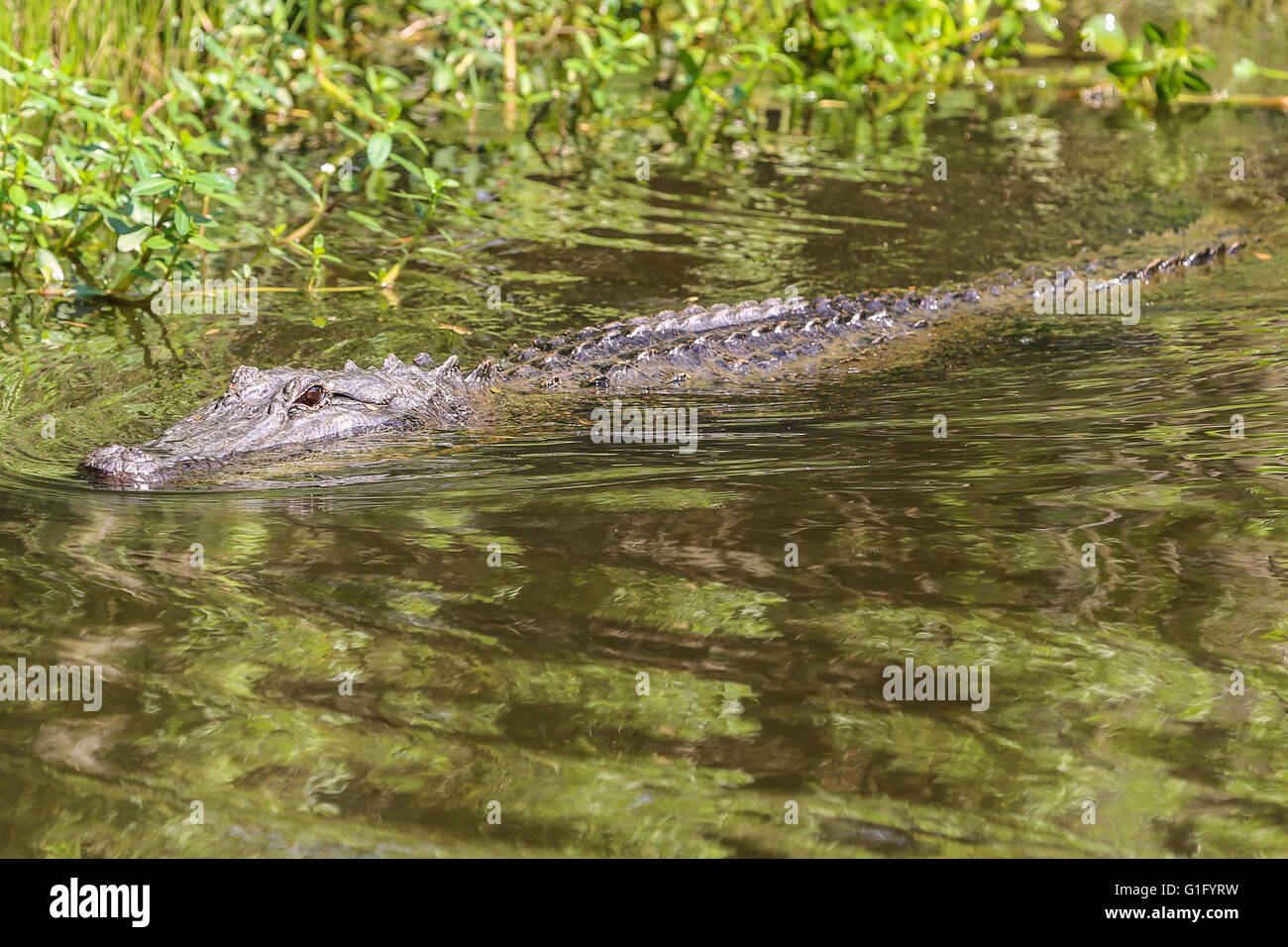 Alligatore in una palude louisana Foto Stock