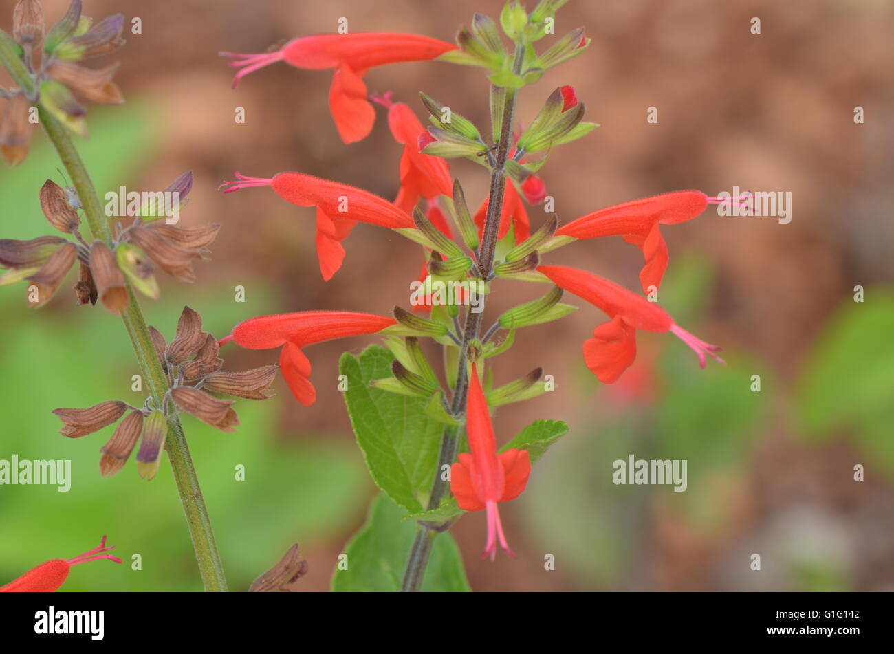 Tropical SALVIA (salvia coccinea) Closeup Austin Texas USA Foto Stock