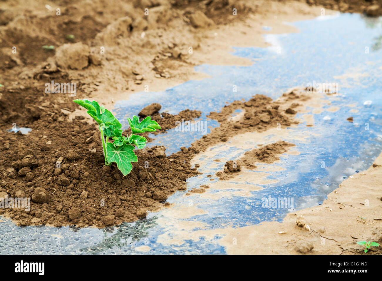 Pianta di anguria fioritura nel campo sulla lamina Foto Stock