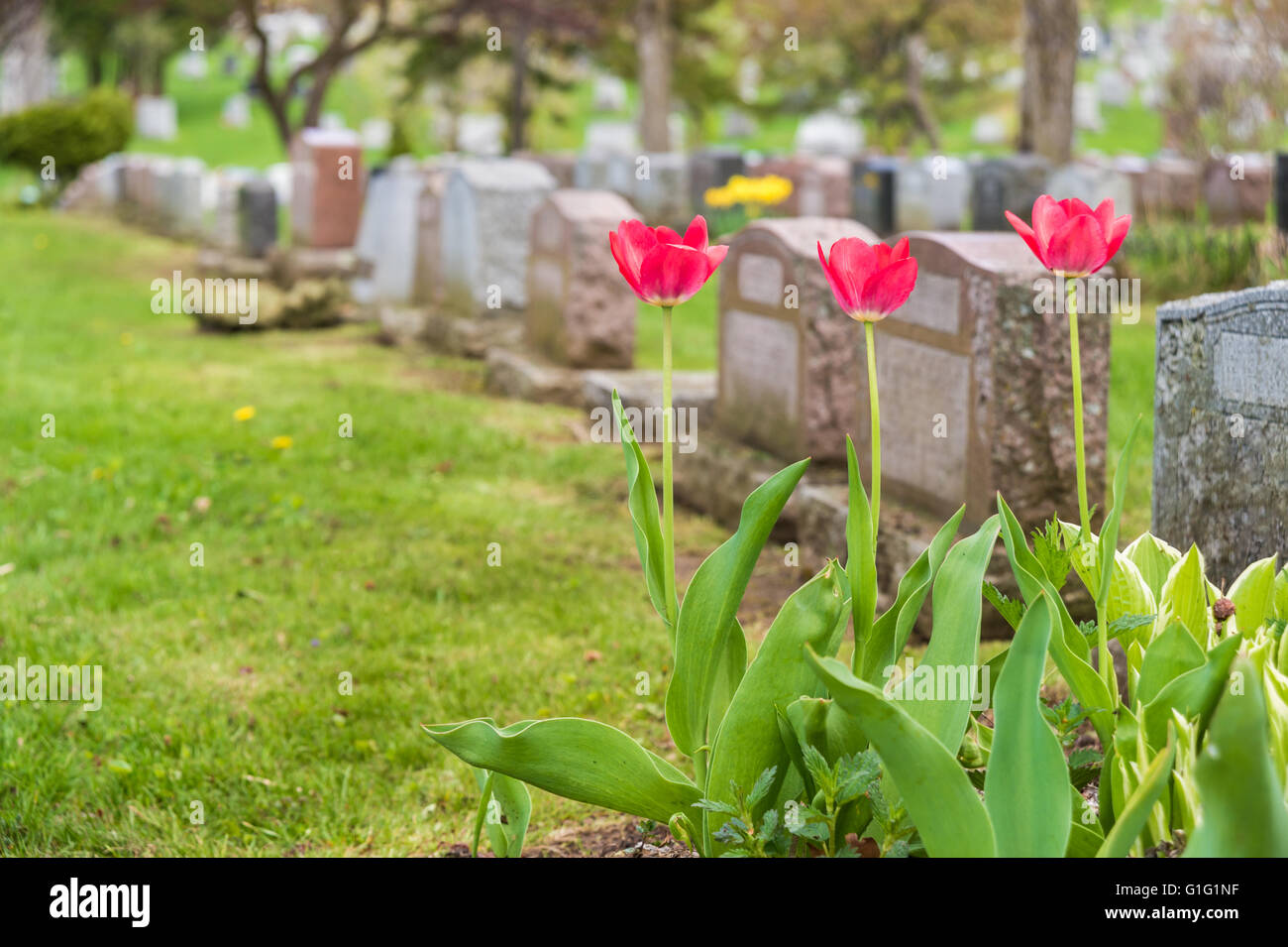 Lapidi in un cimitero con tre tulipani rossi Foto Stock