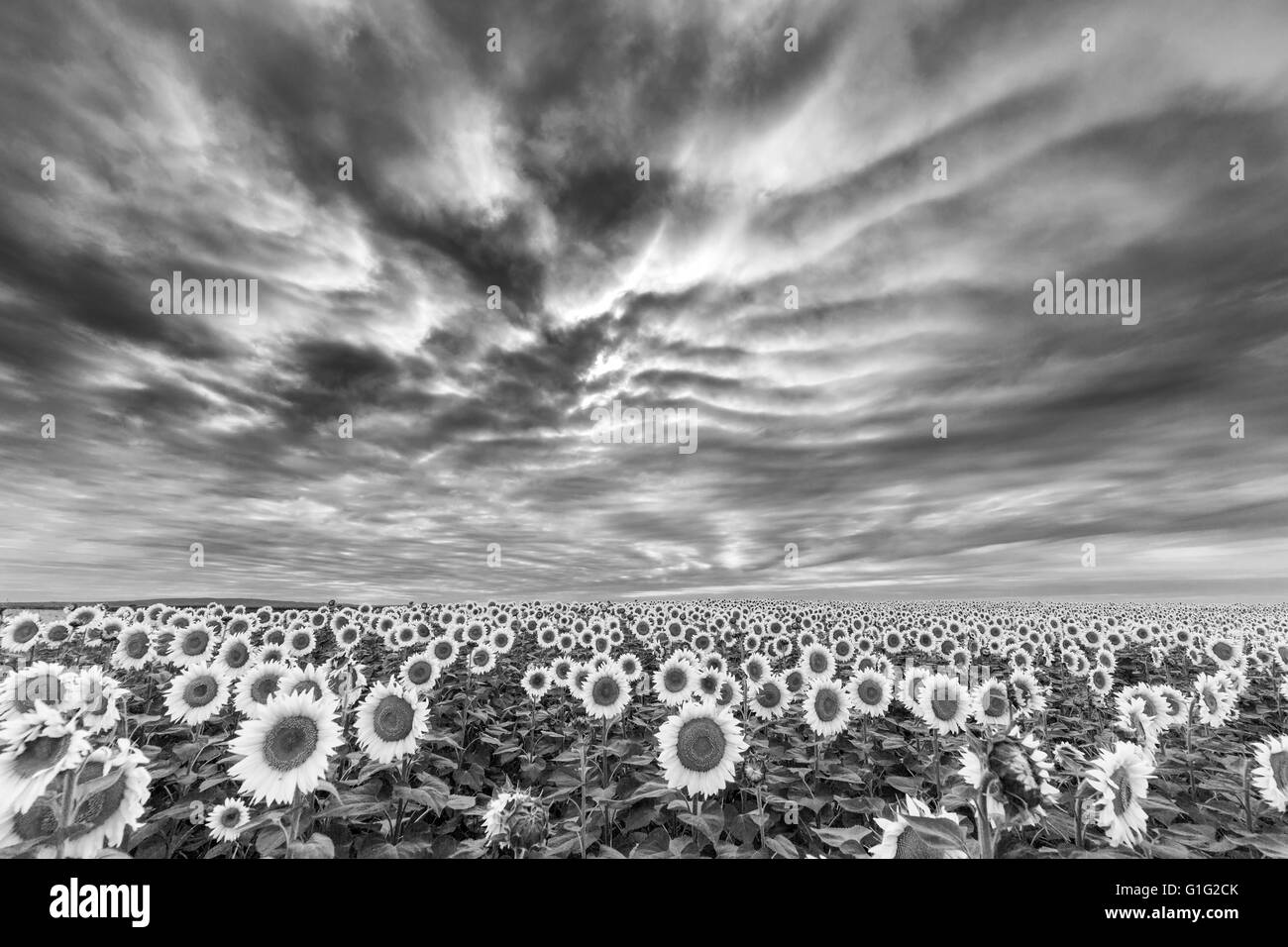 Bella immagine in bianco e nero del campo di girasoli Foto Stock