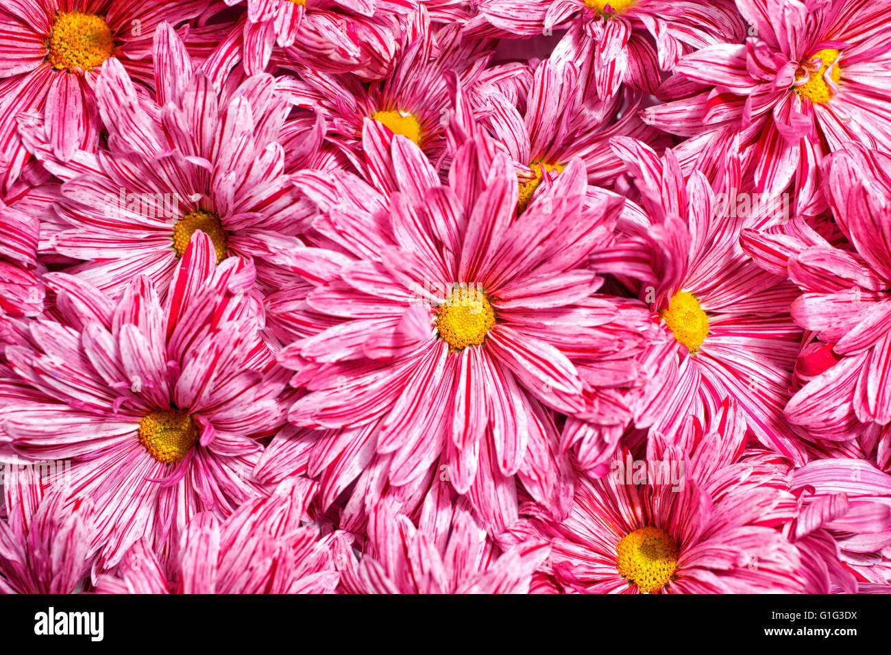 Sfondo con un gruppo di fiori di colore rosa crisantemi Foto Stock