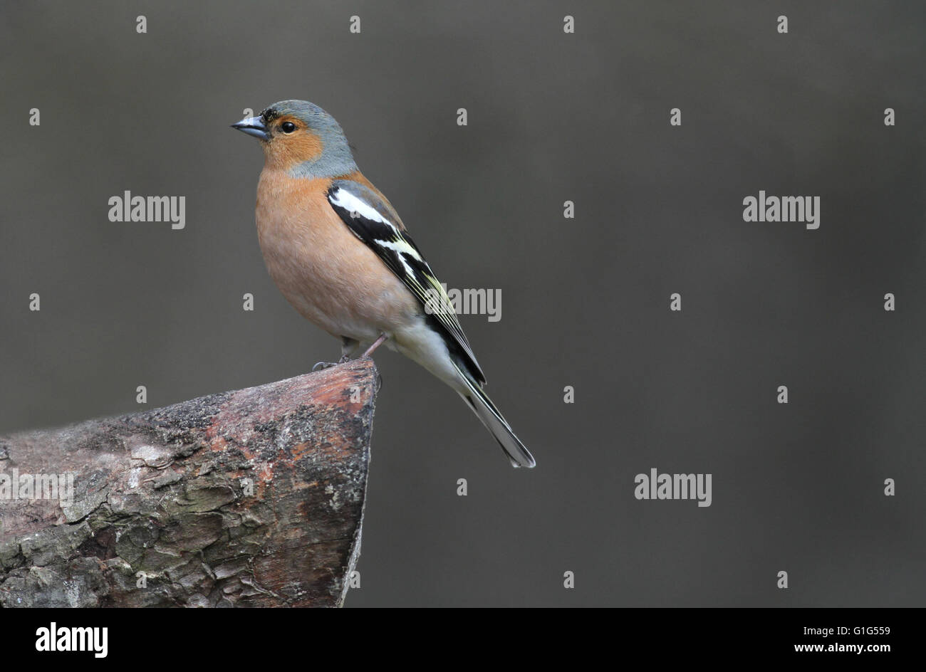 Fringuello maschio vista laterale Foto Stock