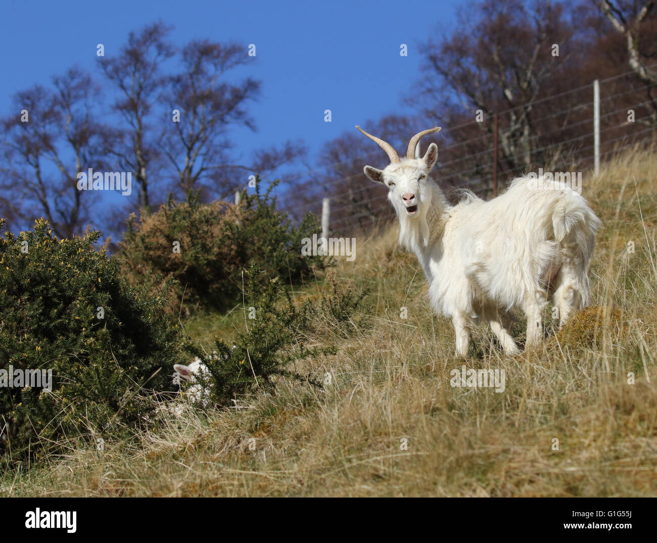Montagna di capra selvatici Scozia Scotland Foto Stock