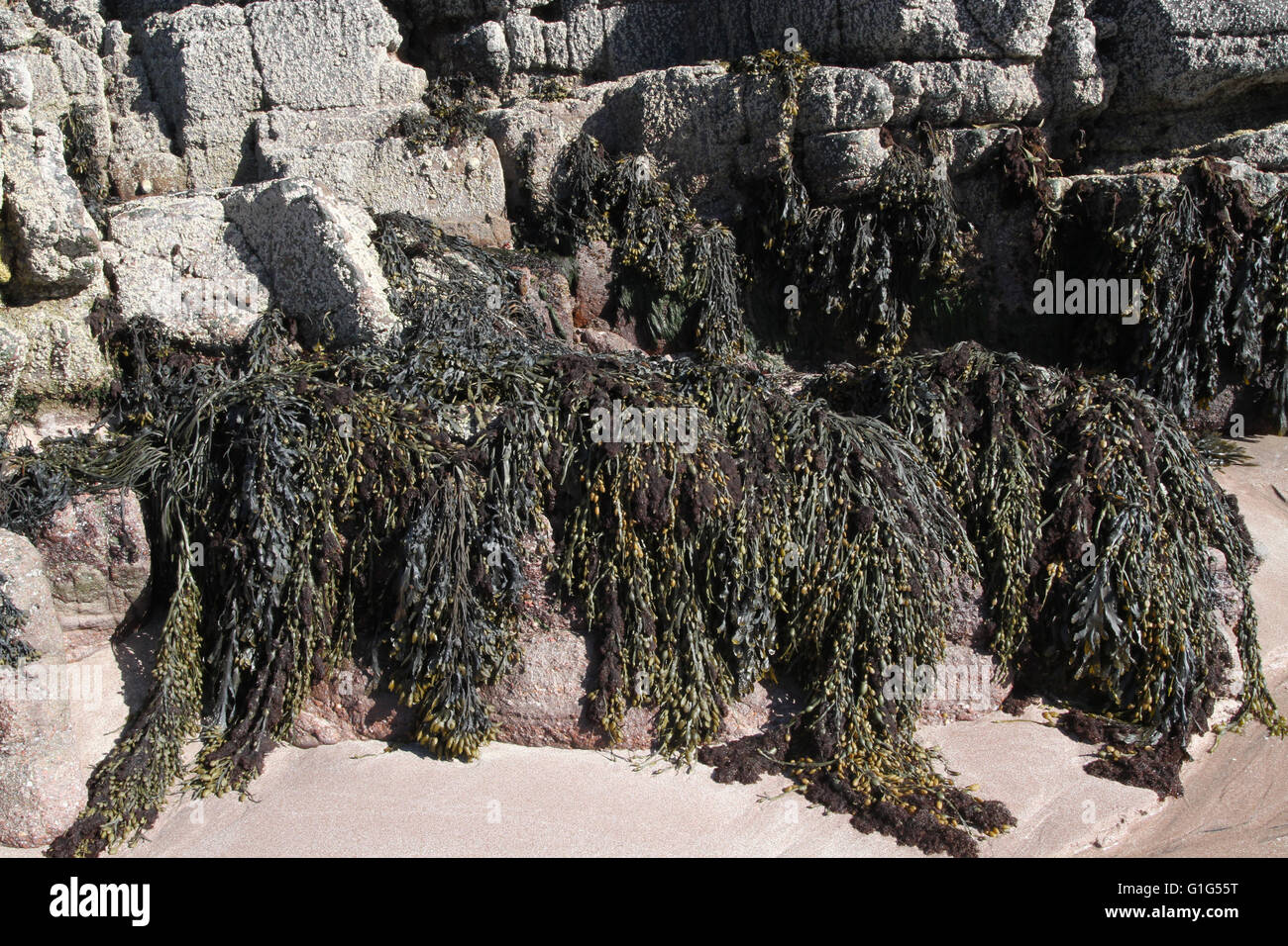 La vescica alghe sulle rocce Foto Stock