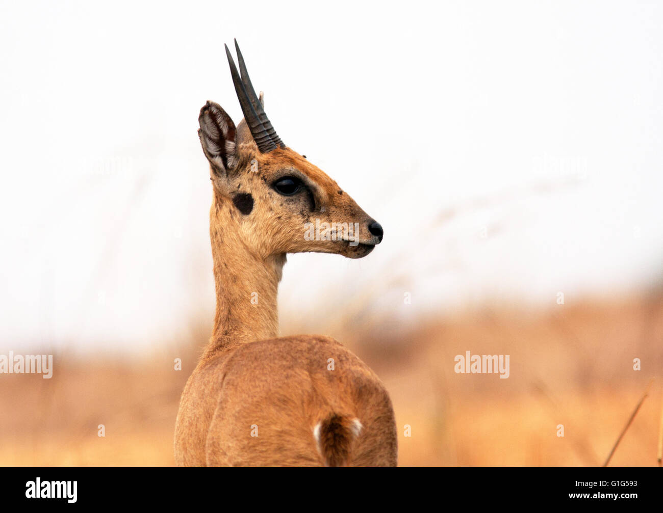 Fotografia di © Jamie Callister. Oribi antelope pascolare nel Murchison Falls National Park, Uganda, Africa centrale, Foto Stock