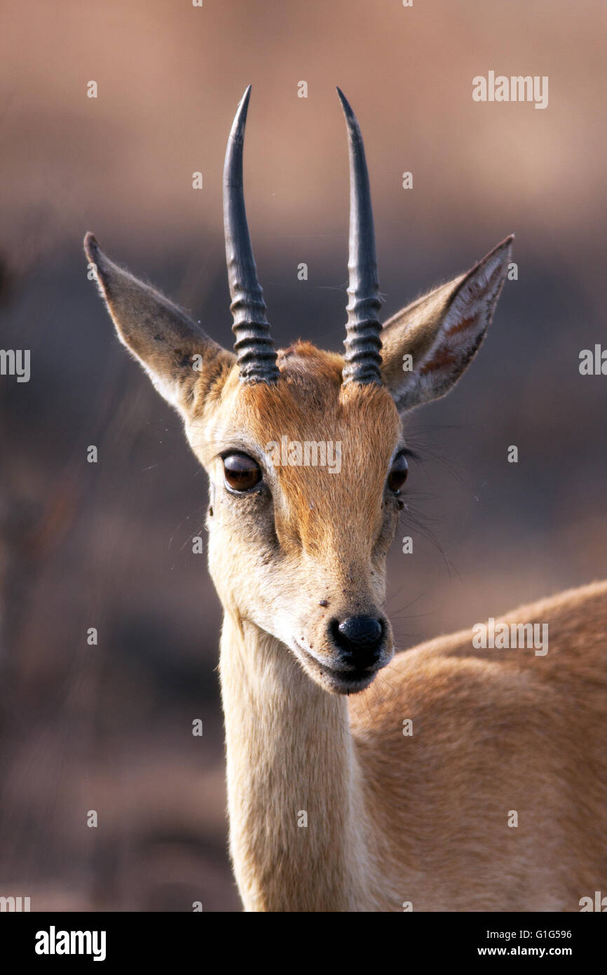 Fotografia di © Jamie Callister. Oribi antelope pascolare nel Murchison Falls National Park, Uganda, Africa centrale, Foto Stock