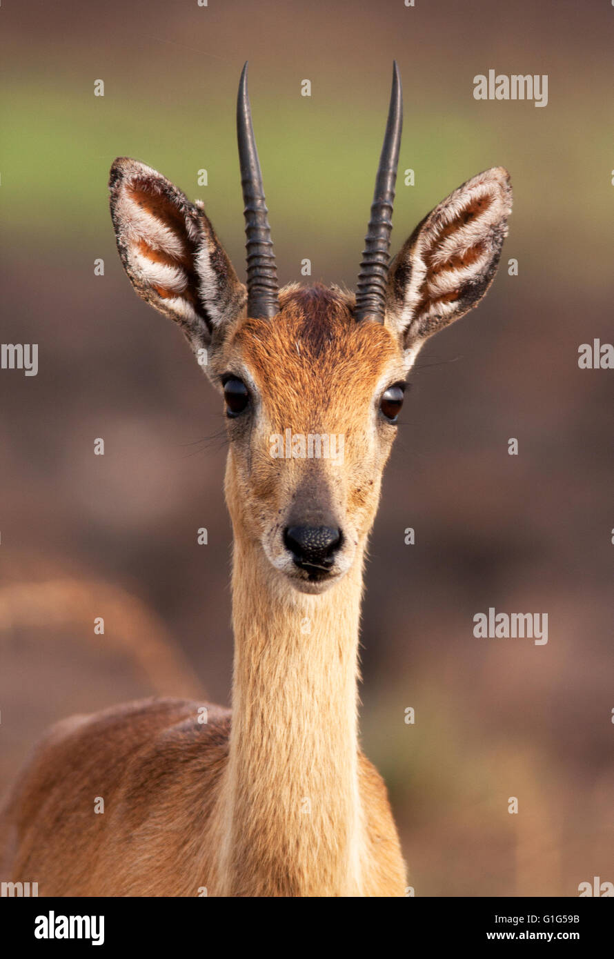 Fotografia di © Jamie Callister. Oribi antelope pascolare nel Murchison Falls National Park, Uganda, Africa centrale, Foto Stock