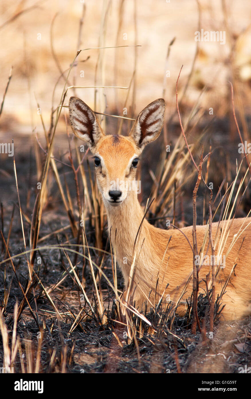 Fotografia di © Jamie Callister. Oribi antelope pascolare nel Murchison Falls National Park, Uganda, Africa centrale, Foto Stock