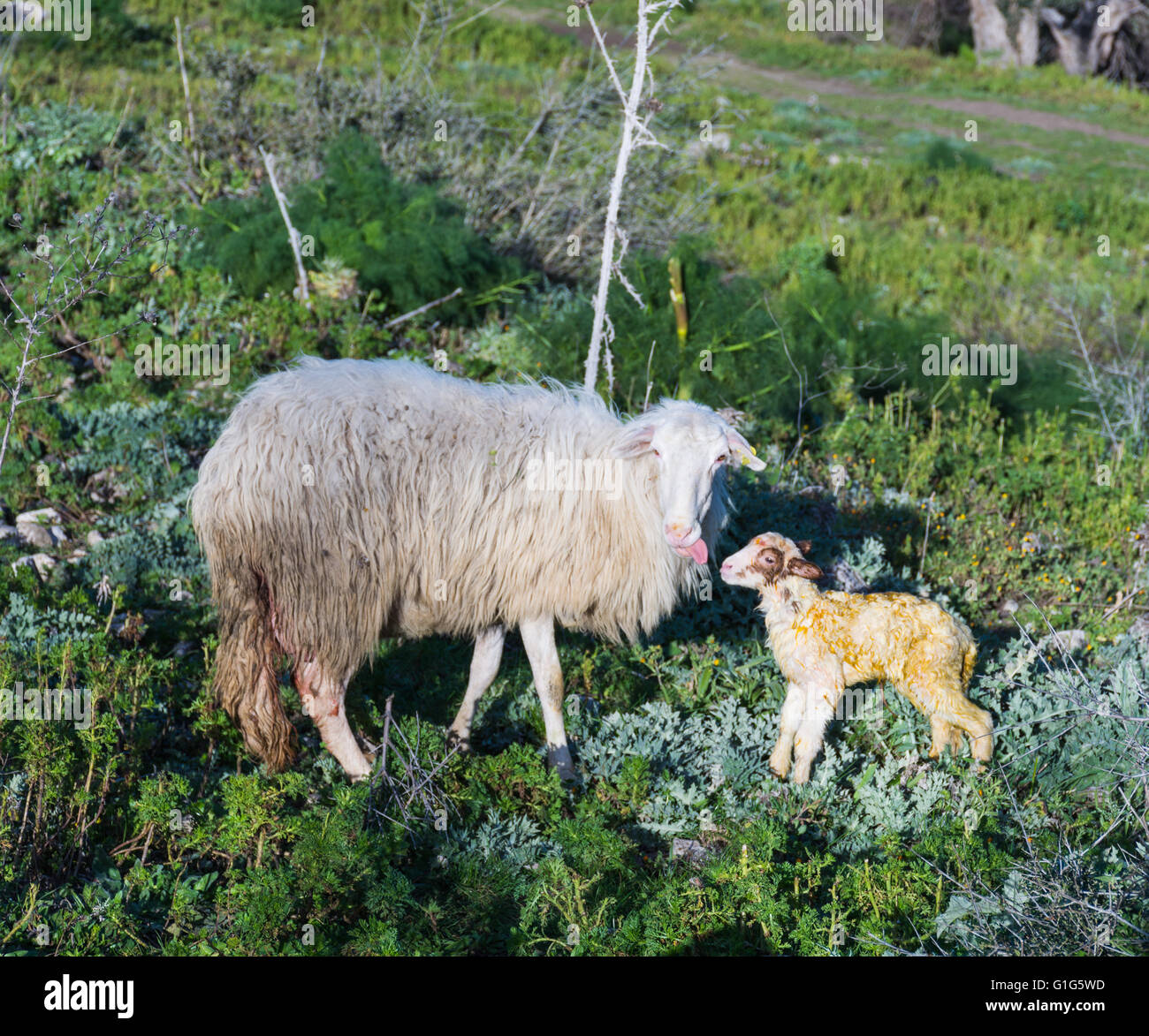 Pecora con agnello neonato, pascolare. La madre si prende cura del bambino, concept per tutti gli animali selvaggi. Foto Stock